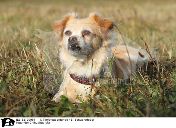 liegender Chihuahua-Mix / lying mongrel / SS-29067