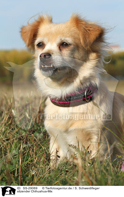 sitzender Chihuahua-Mix / sitting mongrel / SS-29069