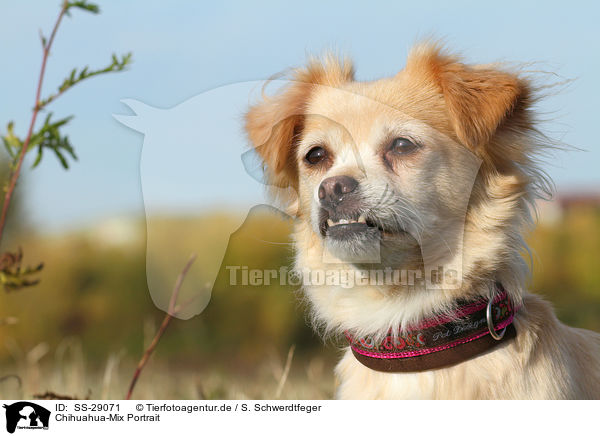 Chihuahua-Mix Portrait / mongrel portrait / SS-29071