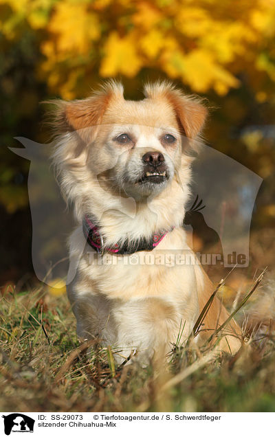 sitzender Chihuahua-Mix / sitting mongrel / SS-29073