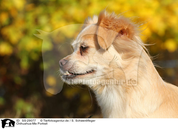 Chihuahua-Mix Portrait / mongrel portrait / SS-29077