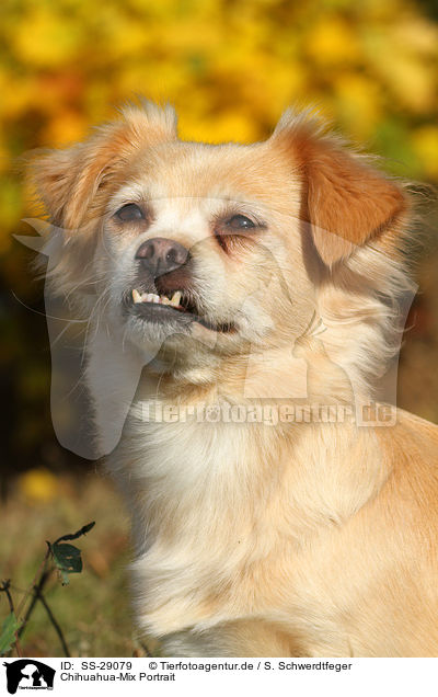 Chihuahua-Mix Portrait / mongrel portrait / SS-29079