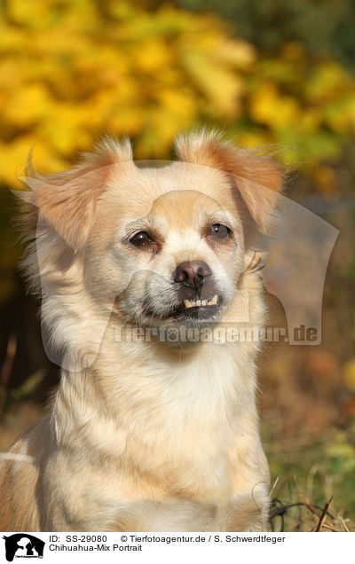 Chihuahua-Mix Portrait / mongrel portrait / SS-29080