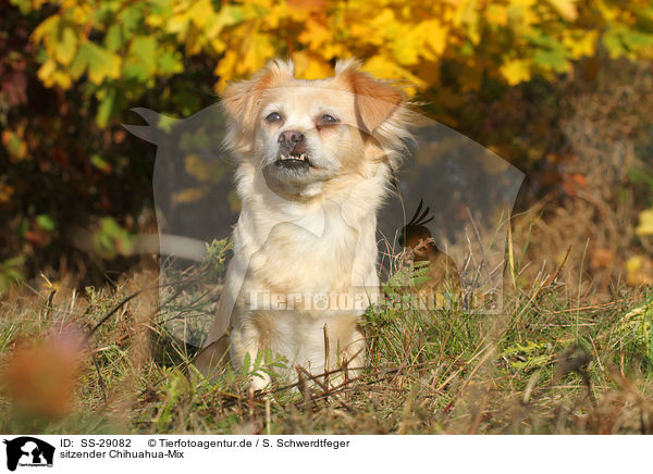 sitzender Chihuahua-Mix / sitting mongrel / SS-29082