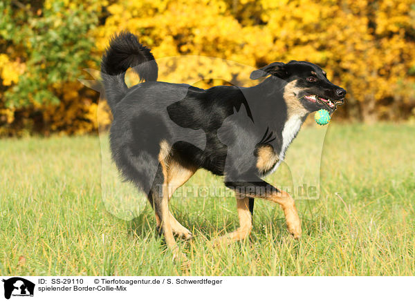 spielender Border-Collie-Mix / playing mongrel / SS-29110