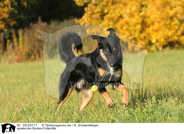 spielender Border-Collie-Mix / playing mongrel / SS-29111