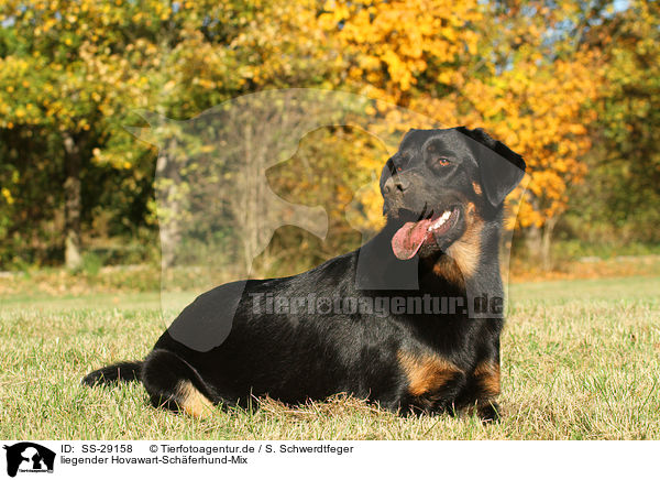 liegender Hovawart-Schferhund-Mix / lying mongrel / SS-29158