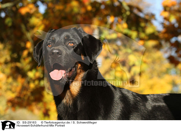 Hovawart-Schferhund-Mix Portrait / mongrel portrait / SS-29163
