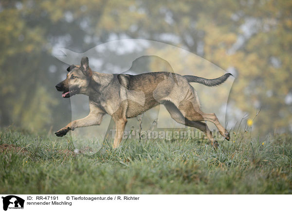 rennender Mischling / running mongrel / RR-47191