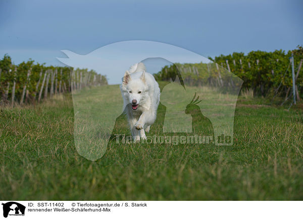 rennender Weier-Schferhund-Mix / running mongrel / SST-11402
