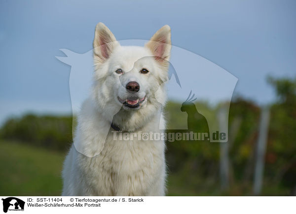 Weier-Schferhund-Mix Portrait / mongrel portrait / SST-11404