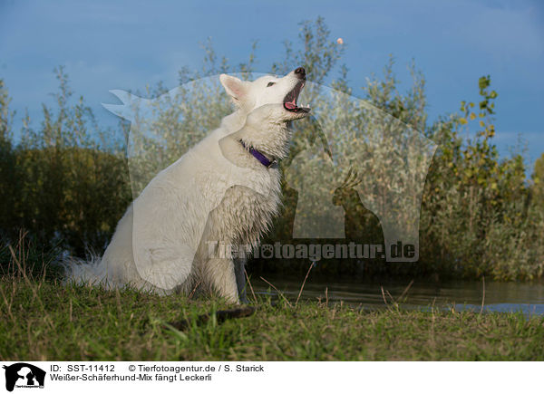 Weier-Schferhund-Mix fngt Leckerli / mongrel / SST-11412
