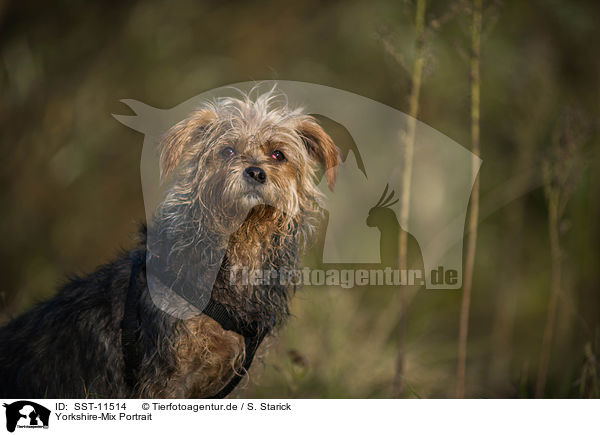 Yorkshire-Mix Portrait / SST-11514