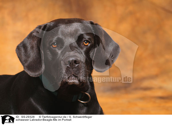 schwarzer Labrador-Beagle-Mix im Portrait / black mongrel portrait / SS-29328