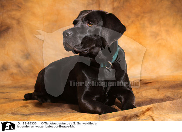 liegender schwarzer Labrador-Beagle-Mix / lying black mongrel / SS-29330