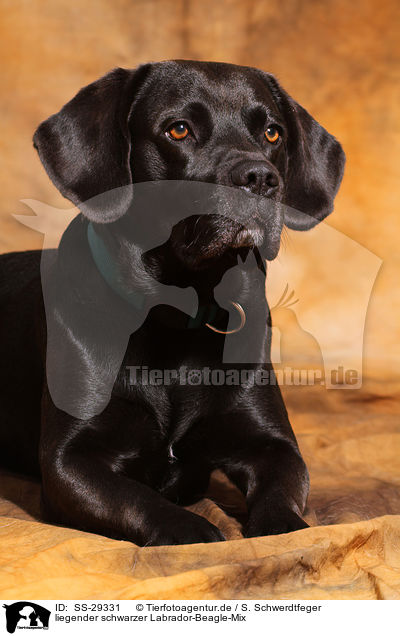liegender schwarzer Labrador-Beagle-Mix / lying black mongrel / SS-29331