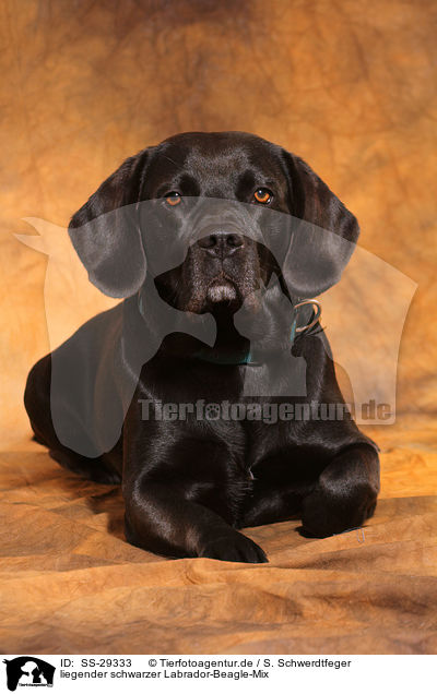 liegender schwarzer Labrador-Beagle-Mix / lying black mongrel / SS-29333