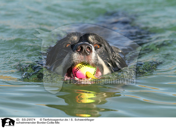 schwimmender Border-Collie-Mix / swimming mongrel / SS-29574