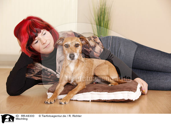 Mischling / mongrel / RR-48300