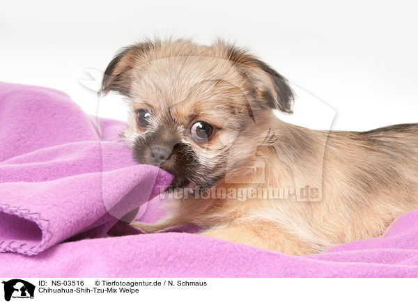 Chihuahua-Shih-Tzu-Mix Welpe / NS-03516