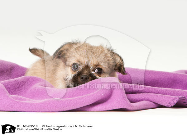 Chihuahua-Shih-Tzu-Mix Welpe / mongrel puppy / NS-03518
