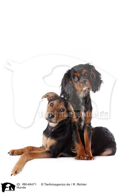 Hunde / RR-48471