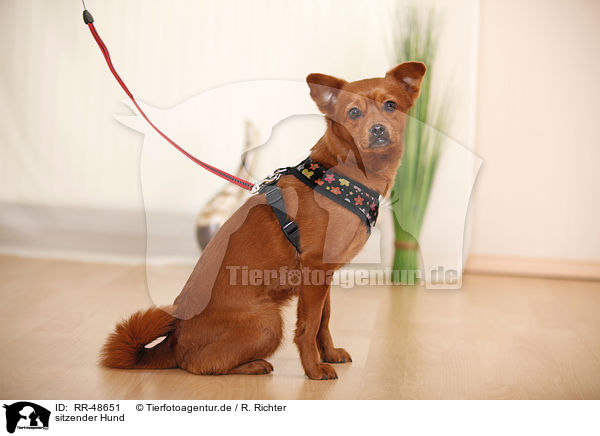 sitzender Hund / sitting dog / RR-48651