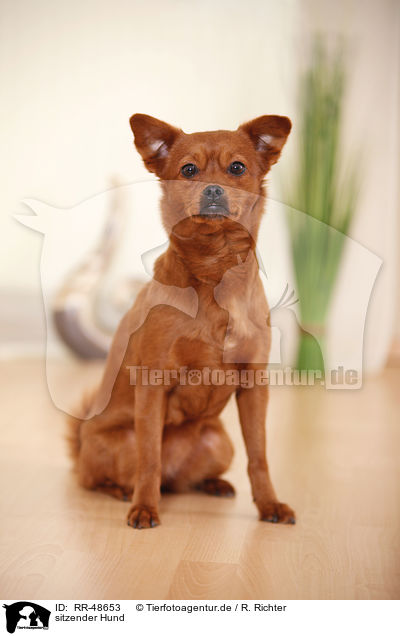 sitzender Hund / sitting dog / RR-48653