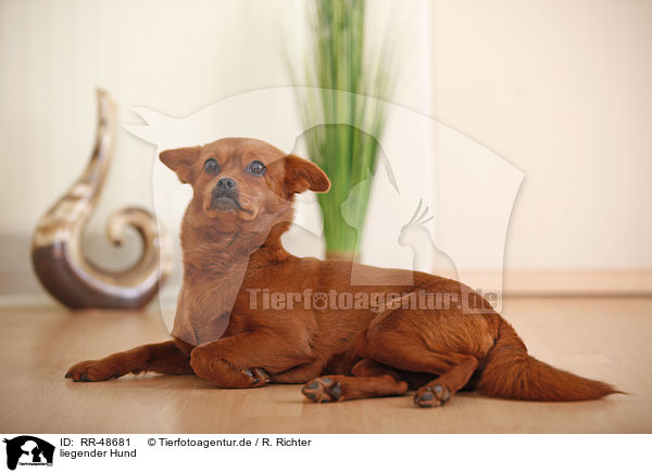 liegender Hund / lying dog / RR-48681