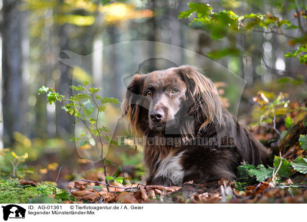 liegender Mnsterlnder-Mix / lying mongrel / AG-01361