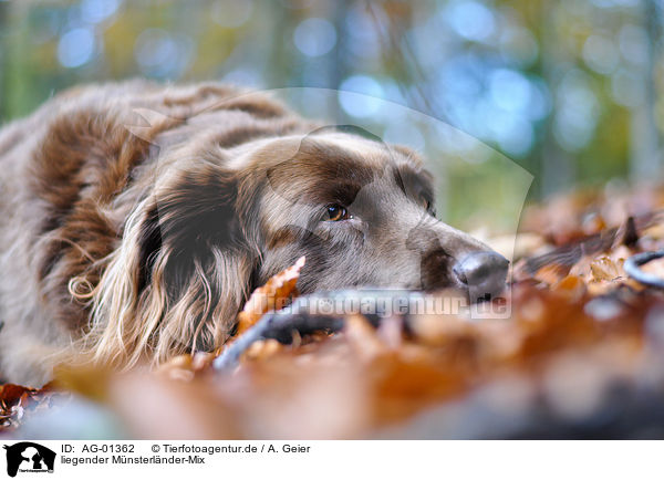 liegender Mnsterlnder-Mix / lying mongrel / AG-01362
