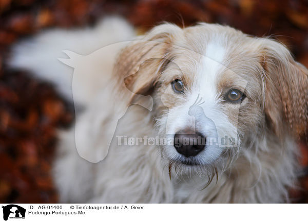 Podengo-Portugues-Mix / mongrel portrait / AG-01400