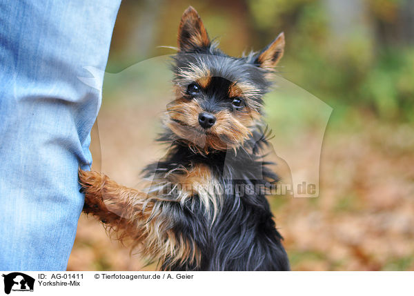 Yorkshire-Mix / mongrel / AG-01411