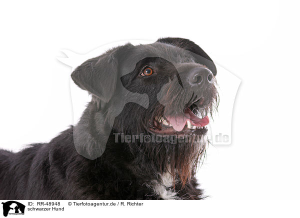 schwarzer Hund / black dog / RR-48948