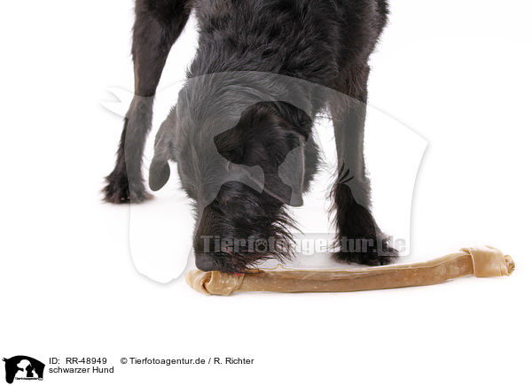 schwarzer Hund / black dog / RR-48949