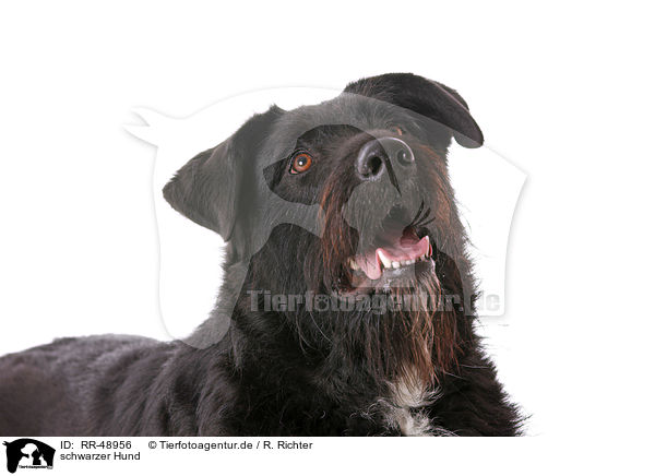schwarzer Hund / black dog / RR-48956