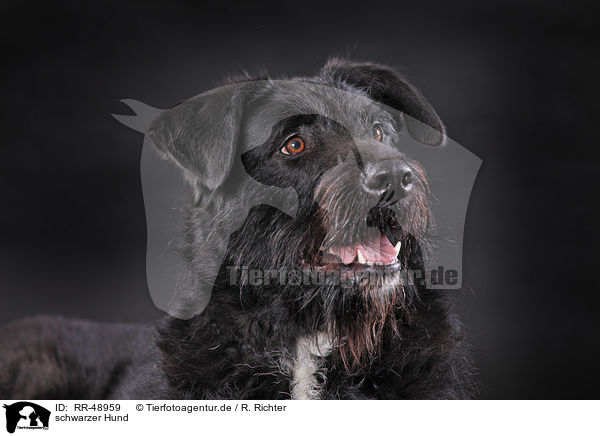 schwarzer Hund / black dog / RR-48959