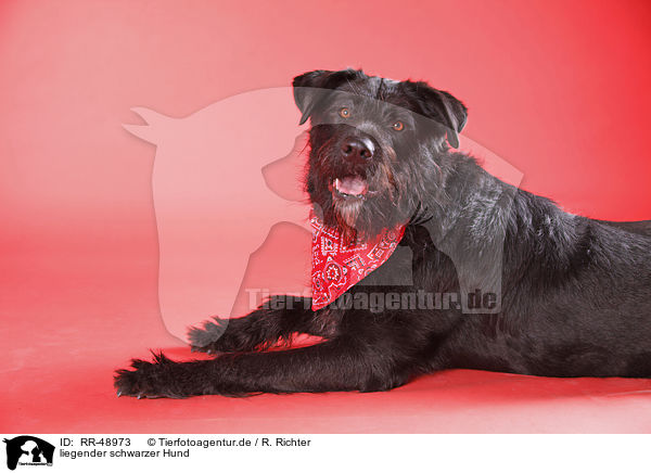 liegender schwarzer Hund / lying black dog / RR-48973
