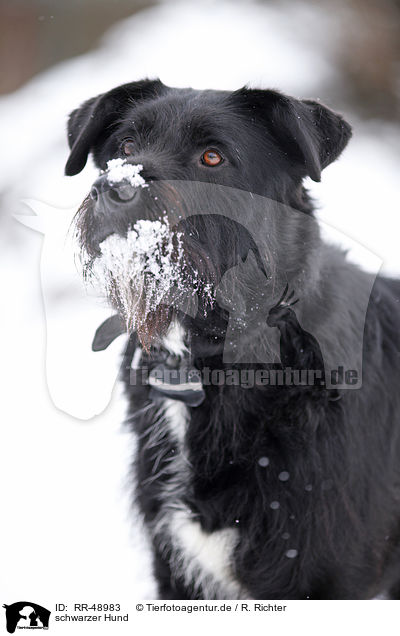 schwarzer Hund / black dog / RR-48983