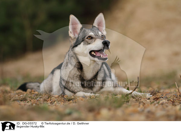 liegender Husky-Mix / lying mongrel / DG-05572