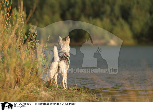 Husky-Mix / mongrel / DG-05590