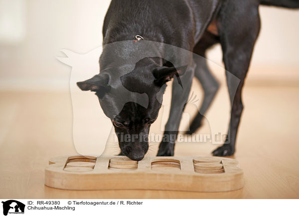 Chihuahua-Mischling / black dog / RR-49380