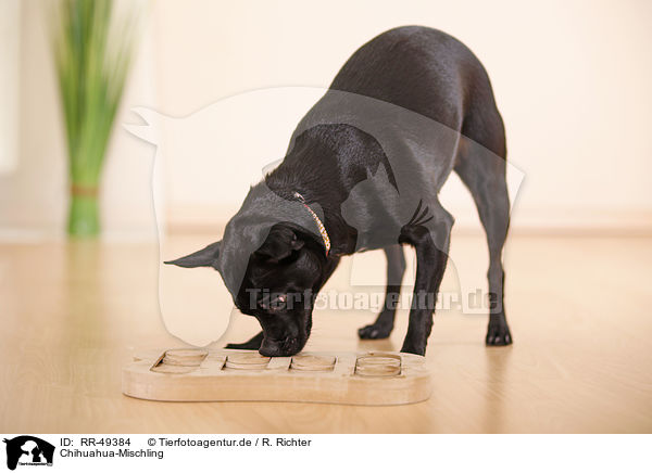 Chihuahua-Mischling / black dog / RR-49384