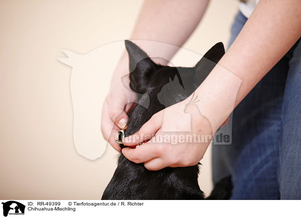 Chihuahua-Mischling / black dog / RR-49399