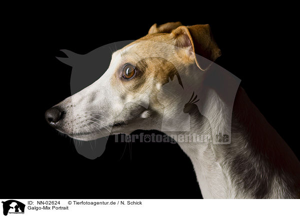 Galgo-Mix Portrait / NN-02624