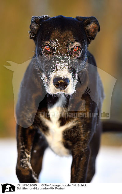 Schferhund-Labrador-Mix Portrait / mongrel portrait / NN-02665