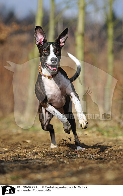 rennender Podenco-Mix / NN-02921