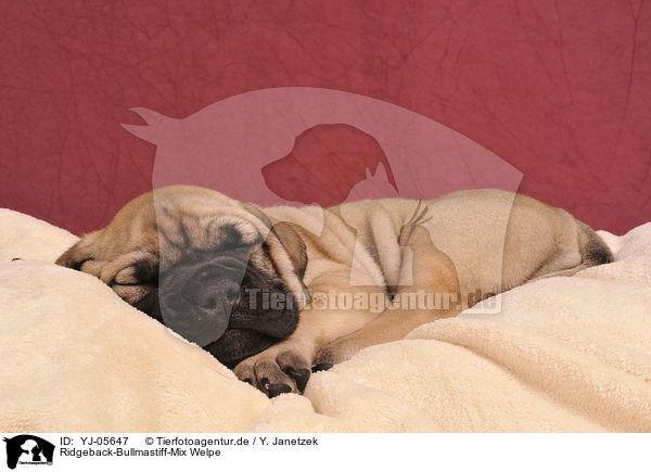 Ridgeback-Bullmastiff-Mix Welpe / mongrel puppy / YJ-05647