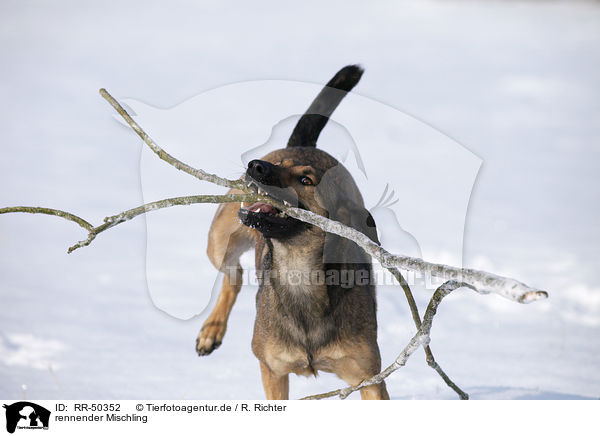 rennender Mischling / running mongrel / RR-50352