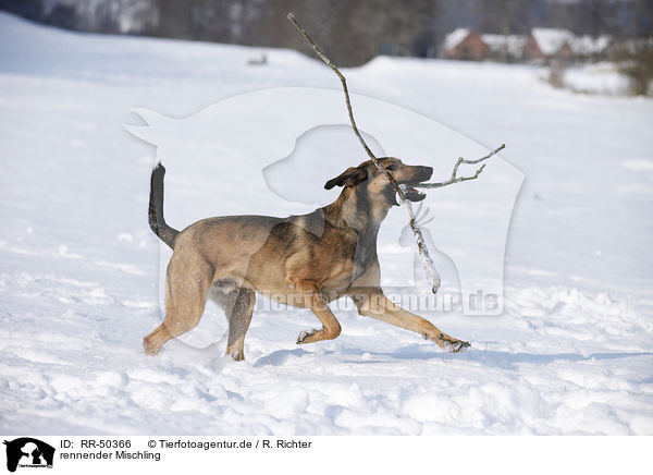 rennender Mischling / running mongrel / RR-50366